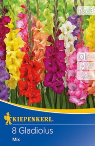 Gladiole Mischung (8 Stück)