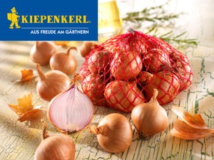 Rote Schalotte Red Sun (500 g)