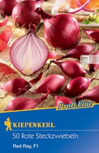 Rote Steckzwiebel Ray Red F1 (50 Stück)