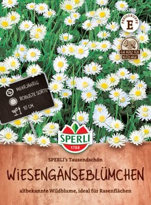 Wiesengänseblümchen