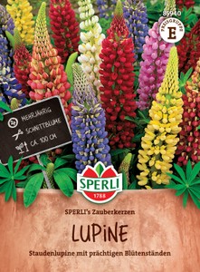 Lupine (Staudenlupine) Zauberkerzen