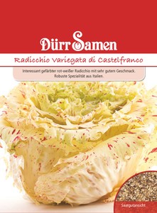 Zichoriensalat Variegata di Castelfranco Zichoriensalat Variegata di Castelfranco