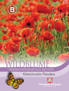 Wildblume Klatschmohn Flanders