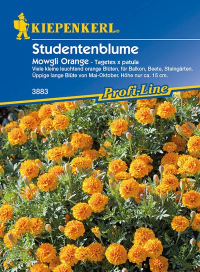 Studentenblume Mowgli Orange Studentenblume Mowgli Orange