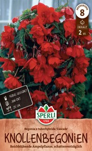 Knollenbegonie Cascade Rot (2 Stück)