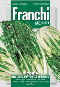 Schnittzichorie Catalogna Brindisina Schnittzichorie Catalogna Brindisina