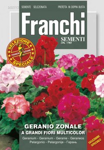 Geranie A Grandi Fiori Multicolor