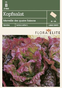 Kopfsalat Merveille des quatre Saisons Kopfsalat Merveille des quatre Saisons