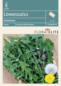Löwenzahn Kultivierter Löwenzahn Kultivierter