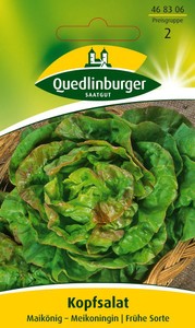 Kopfsalat Maikönig Kopfsalat Maikönig