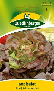 Kopfsalat Pirat