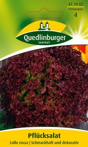 Pflücksalat Lollo rossa