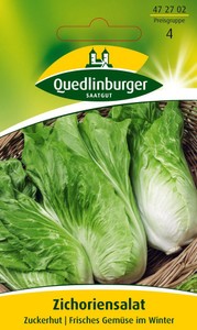 Zichoriensalat Zuckerhut