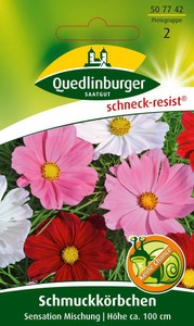 Schmuckkörbchen Sensation Mischung Schmuckkörbchen Sensation Mischung