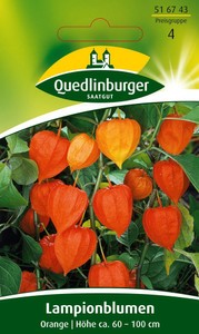 Lampionblume Orange Lampionblume Orange