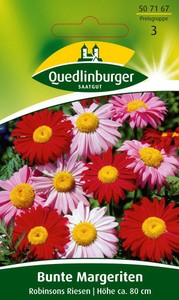 Bunte Margerite Robinsons Riesen