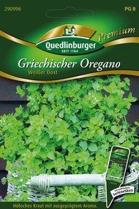 Griechischer Oregano Weißer Dost