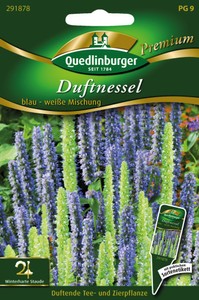 Duftnessel blau - weiße Mischung