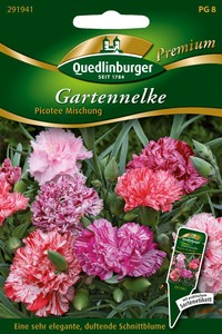 Gartennelken Picotee Mischung