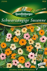 Schwarzäugige Susanne Pastellmischung