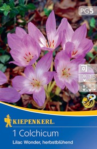 Herbstzeitlose Lilac Wonder (1 Stück)