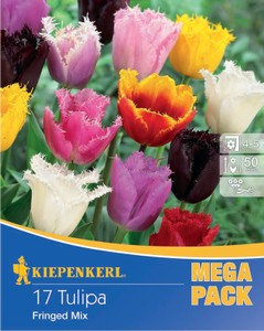 Mega-Pack Gefranste Tulpe Mischung (17 Stück) Mega-Pack Gefranste Tulpe Mischung (17 Stück)