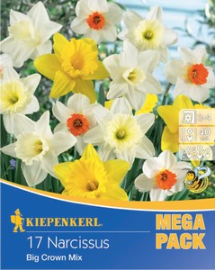 Mega-Pack Narzissen Mischung (17 Stück)