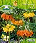 Kaiserkronen Fritillaria (3 Stück)