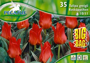 Tulpe Rotkäppchen Big Bag (35 Stück) Tulpe Rotkäppchen Big Bag (35 Stück)