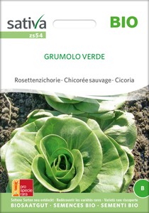 BIO Rosettenzichorie Grumolo Verde