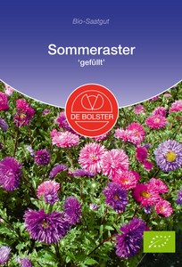 BIO Sommeraster gefüllt BIO Sommeraster gefüllt