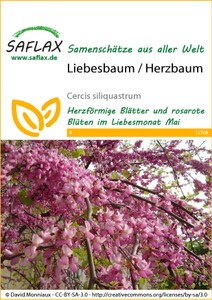 Liebesbaum / Herzbaum