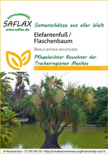 Elefantenfuß / Flaschenbaum