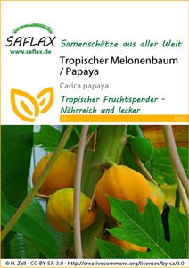 Tropischer Melonenbaum / Papaya Tropischer Melonenbaum / Papaya