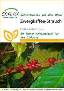 Zwergkaffee-Strauch