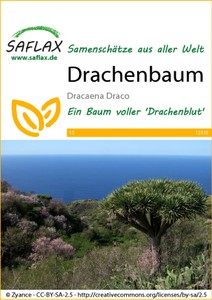 Drachenbaum