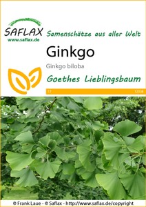 Ginkgo