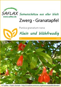 Zwerg Granatapfel