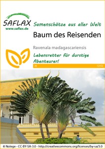 Baum des Reisenden