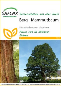 Berg Mammutbaum