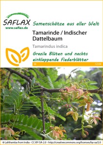 Tamarinde / Indischer Dattelbaum