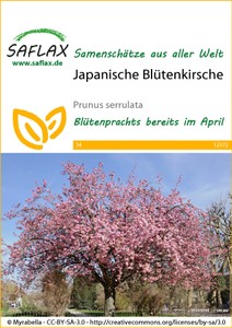 Japanische Blütenkirsche