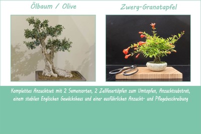 Anzuchtset Mediterrane Bonsai-Schtze | Anzuchtsets von Saflax
