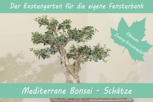 Anzuchtset Mediterrane Bonsai-Schätze