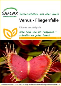 Venus Fliegenfalle