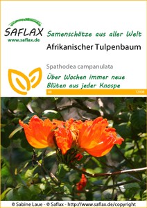 Afrikanischer Tulpenbaum