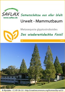 Mammutbaum Urwelt
