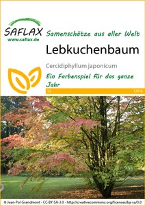 Lebkuchenbaum