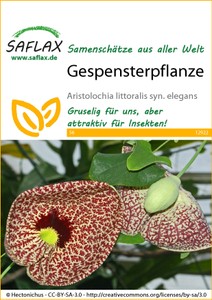 Gespensterpflanze