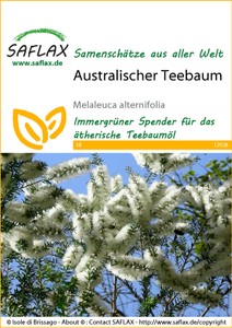 Australischer Teebaum